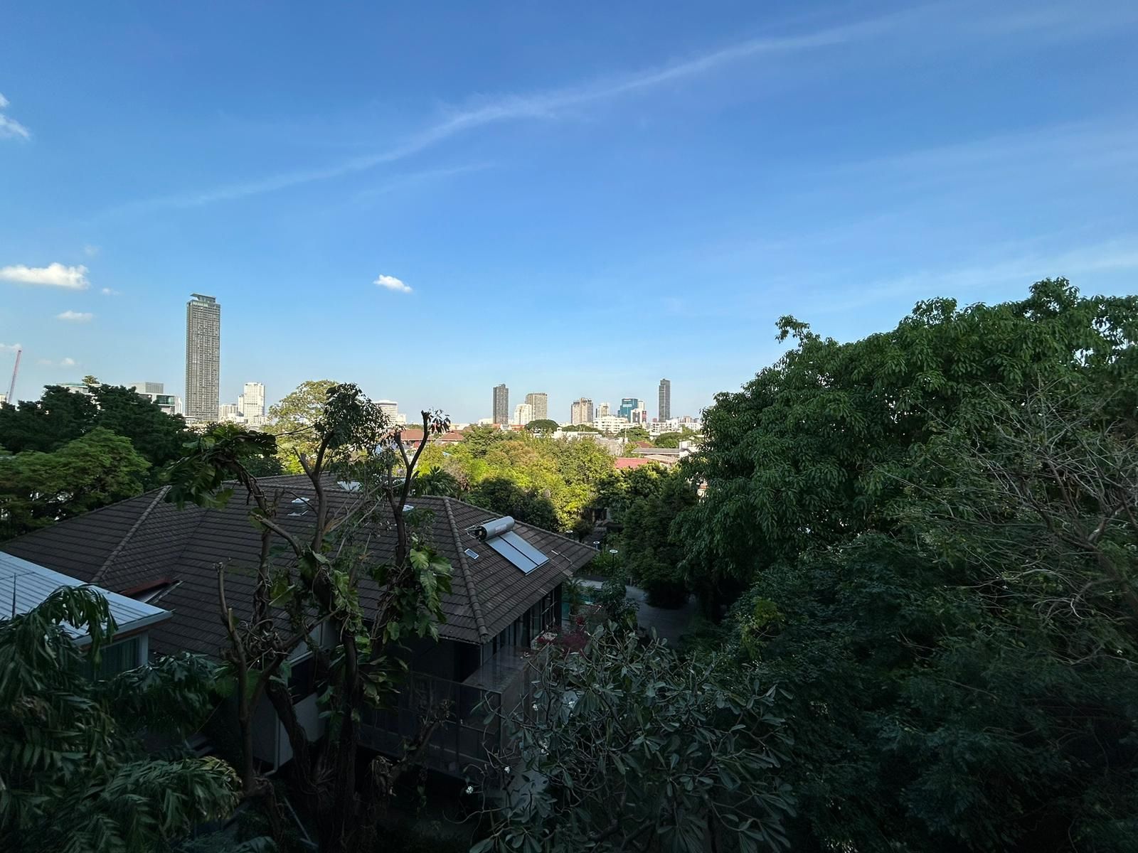 Siamese Thirty Nine - Image 8