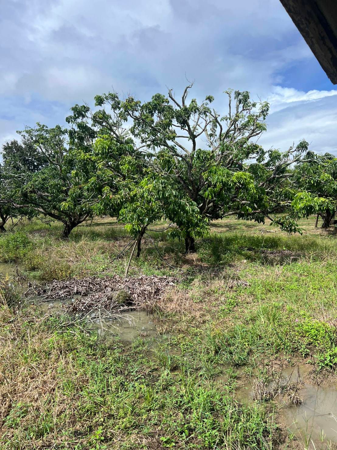  Land For Sale in San Sai, Saraphi, Chiang Mai - Image 7