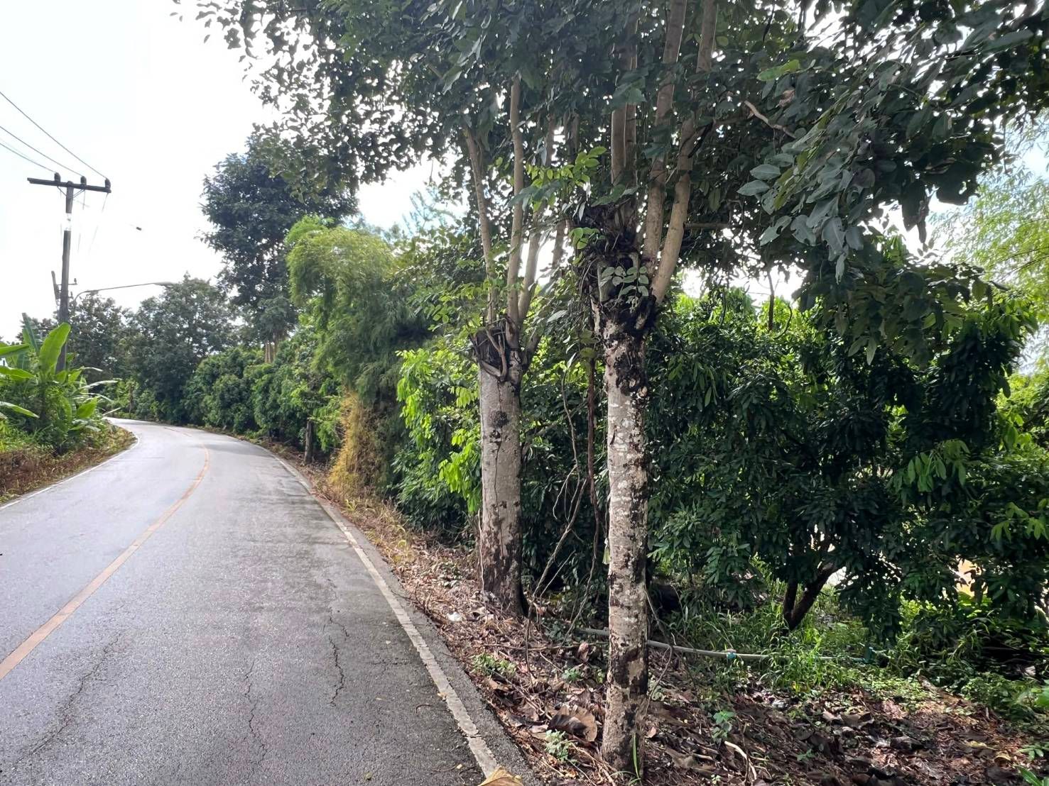  Land For Sale in San Sai, Saraphi, Chiang Mai - Image 1