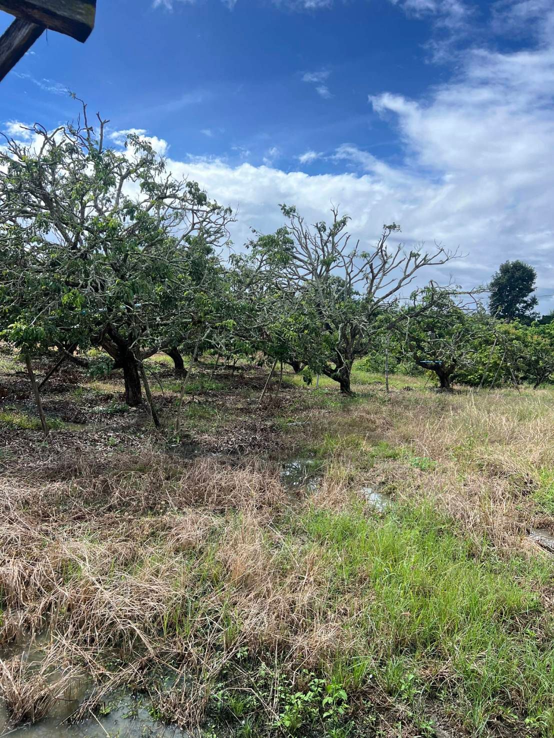  Land For Sale in San Sai, Saraphi, Chiang Mai - Image 6