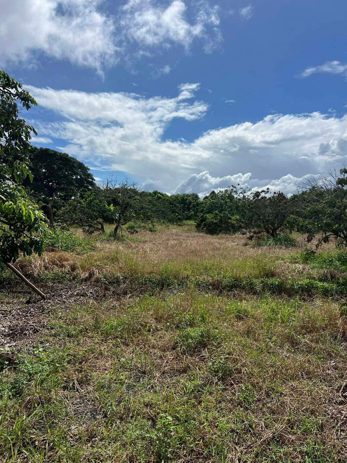  Land For Sale in San Sai, Saraphi, Chiang Mai - Image 3
