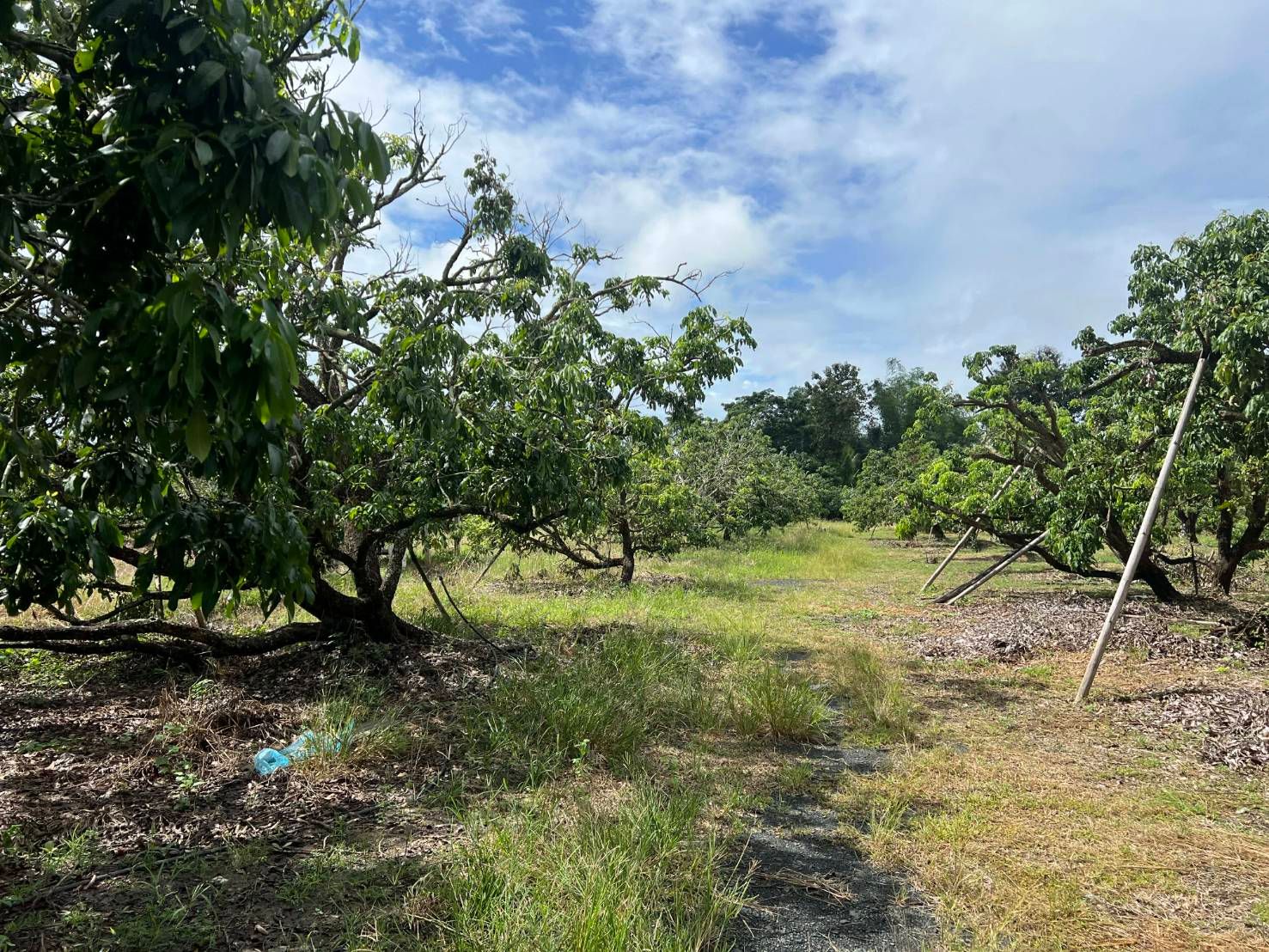  Land For Sale in San Sai, Saraphi, Chiang Mai - Image 2