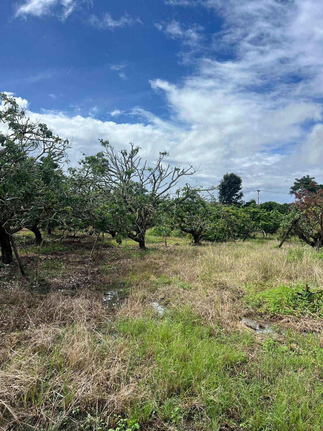  Land For Sale in San Sai, Saraphi, Chiang Mai - Image 5