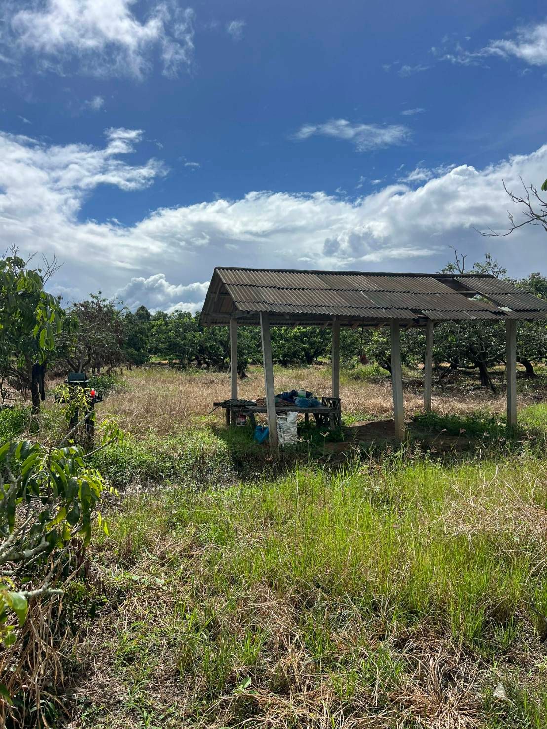  Land For Sale in San Sai, Saraphi, Chiang Mai - Image 4