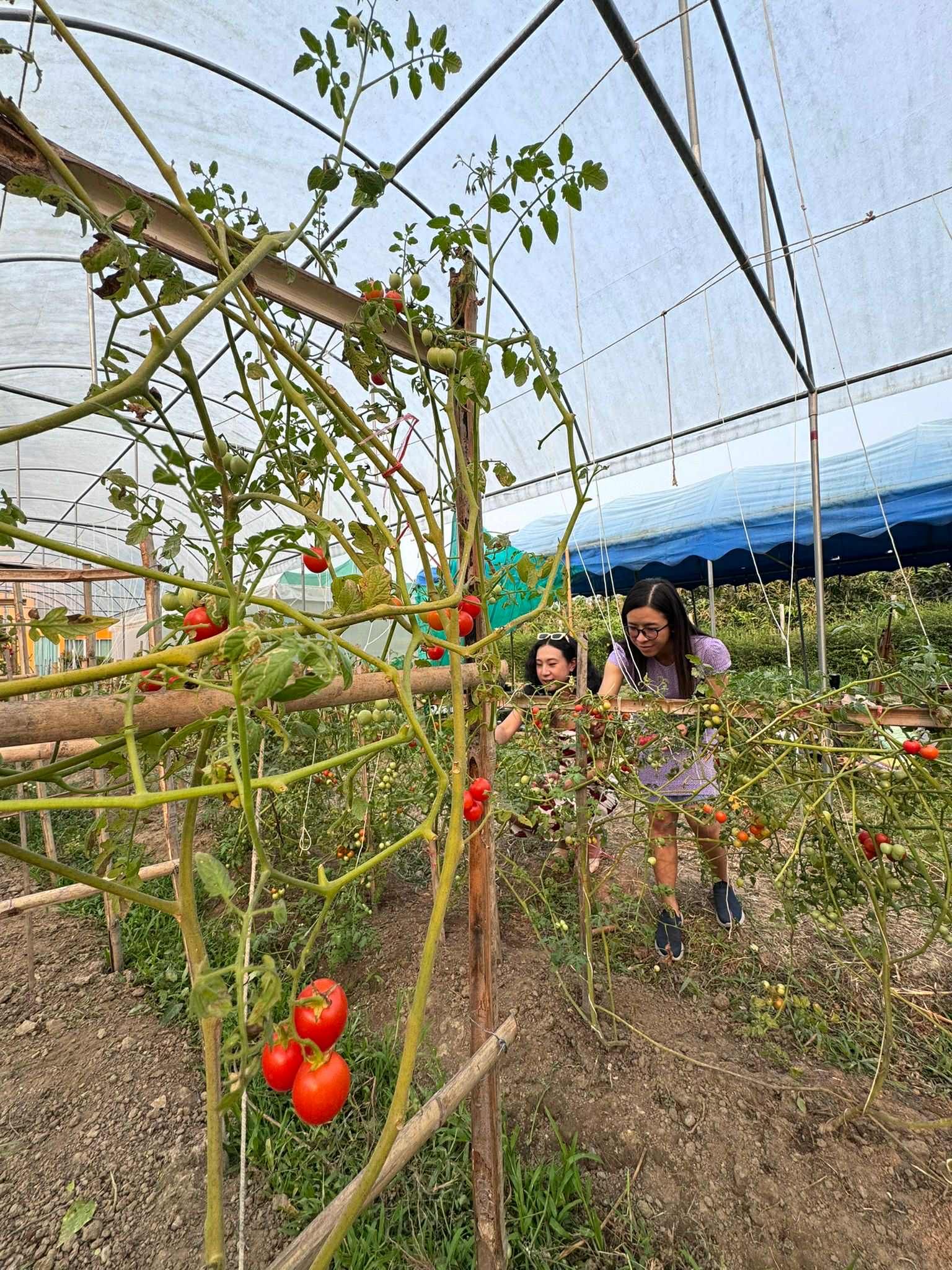 2 Bedroom House For Sale in Yu Wa, San Pa Tong, Chiang Mai - Image 13