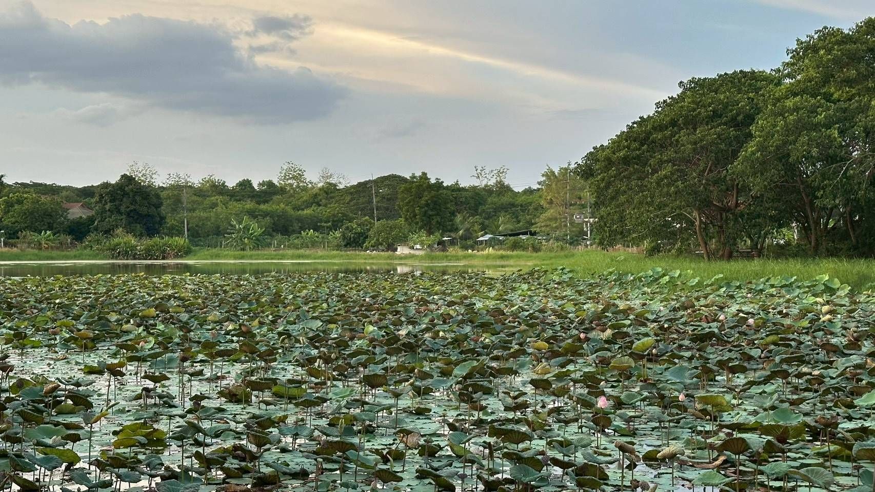 2 Bedroom House For Sale in Tha Wang Tan, Saraphi, Chiang Mai - Image 17