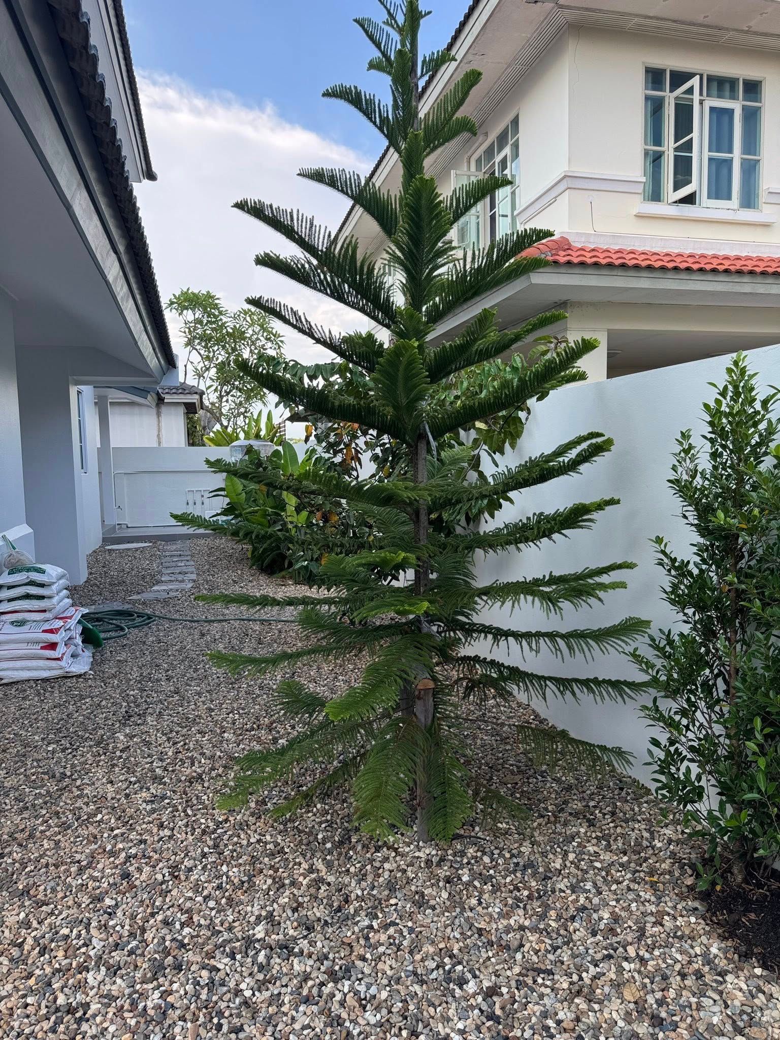 4 Bedroom House For Sale in Nong Han, San Sai, Chiang Mai - Image 17