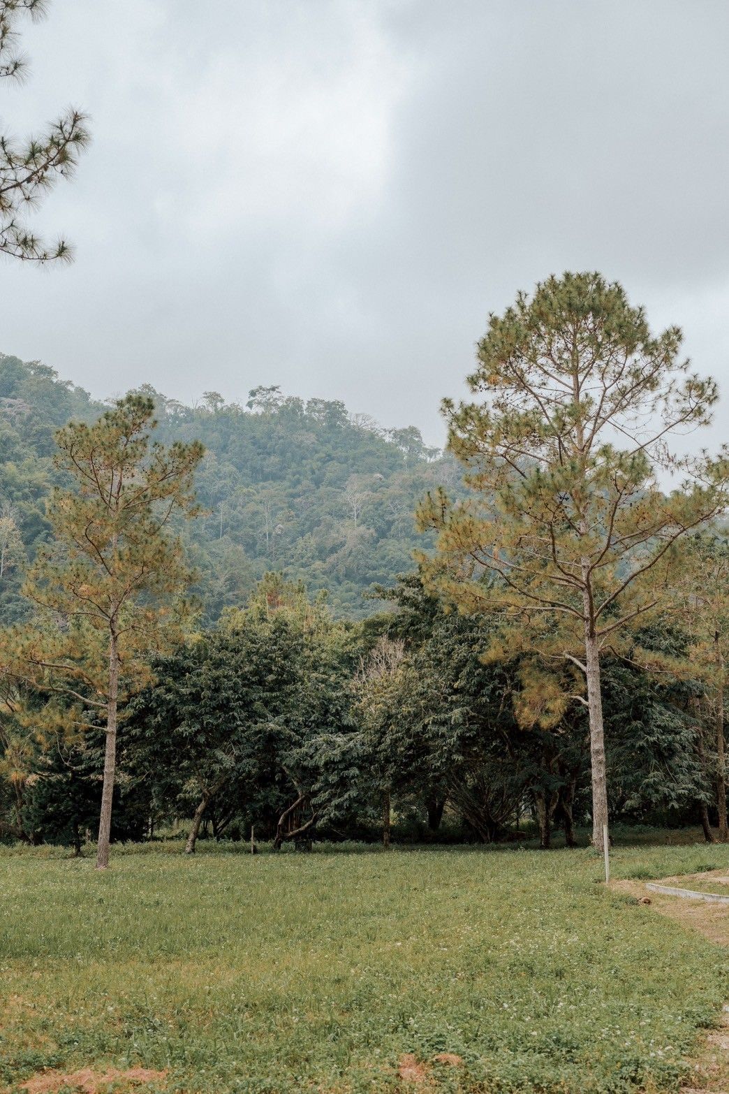 3 ห้องนอน บ้านเดี่ยว สำหรับขาย ใน โป่งแยง, แม่ริม, เชียงใหม่ - Image 16